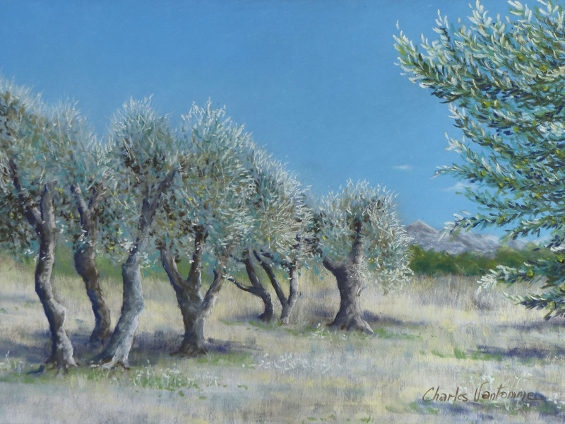 Oliviers en Provence